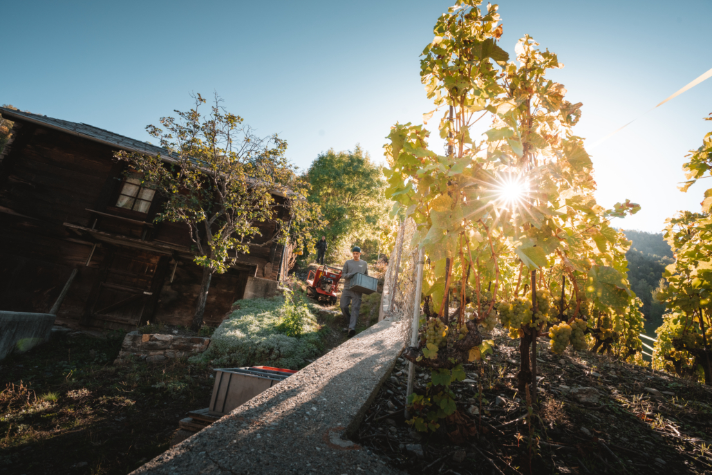 Weinwanderung Wallis